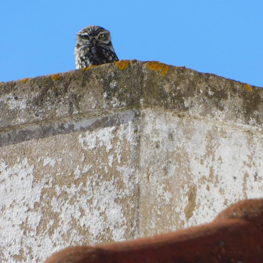 The Little Owls Nest Castro Apartment